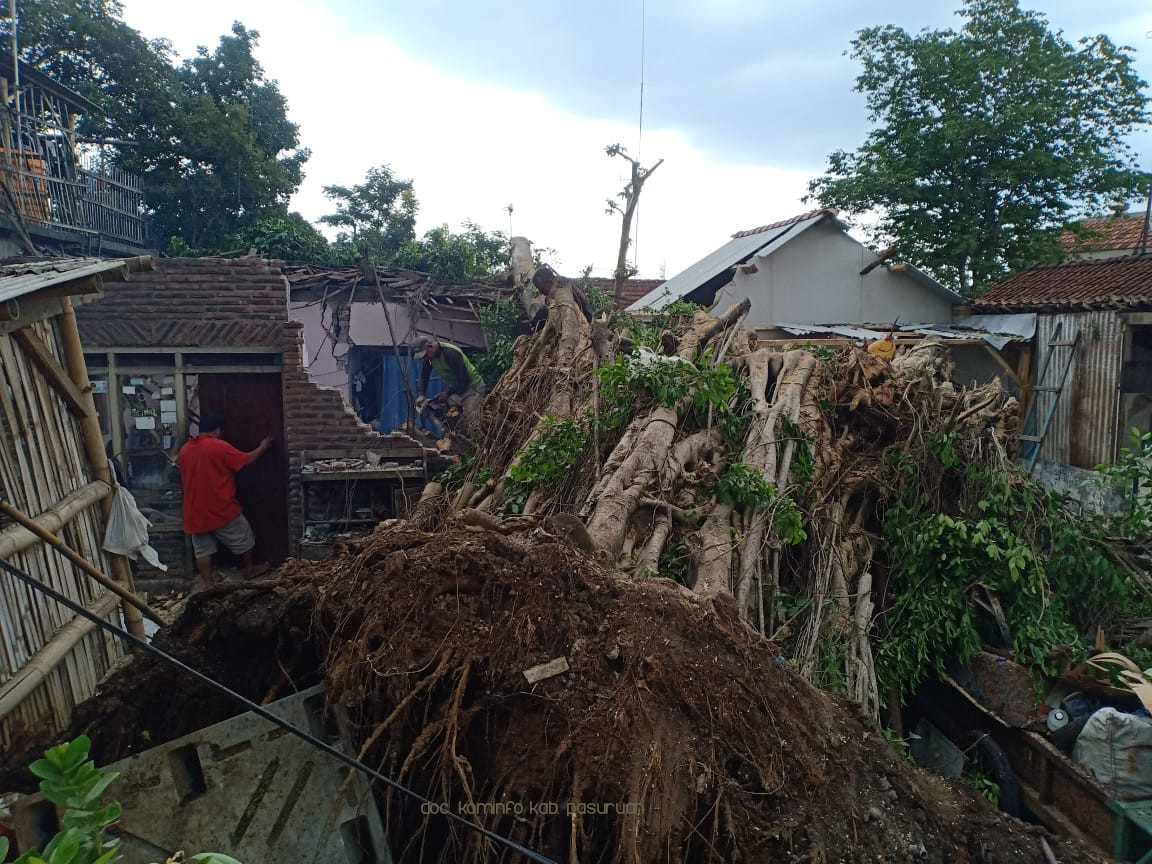 BPBD Kabupaten Pasuruan Himbau Masyarakat Waspada Pohon Tumbang