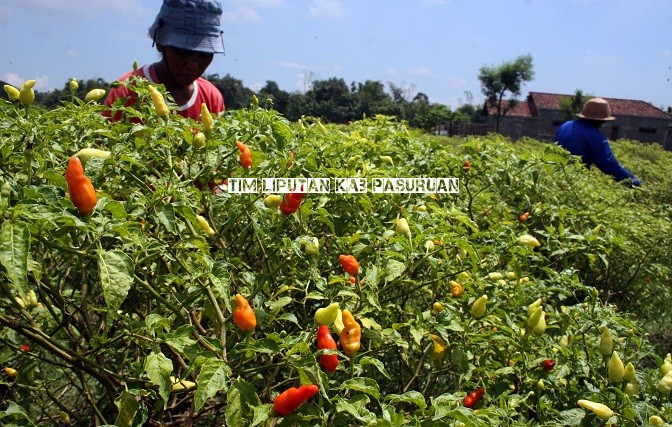 BUPATI IRSYAD MENILAI KENAIKAN HARGA CABAI MERAH KARENA CUACA BURUK