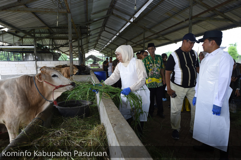 Sidak Ternak. Gubernur Jatim Terpilih, Khofifah Tegaskan Pasar Hewan Harus Diproteksi Agar PMK Tidak Meluas