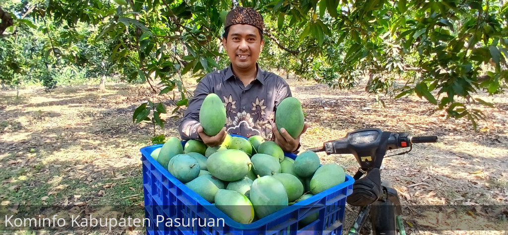 Petani Mangga Alpukat di Desa Wonokerto Panen Raya