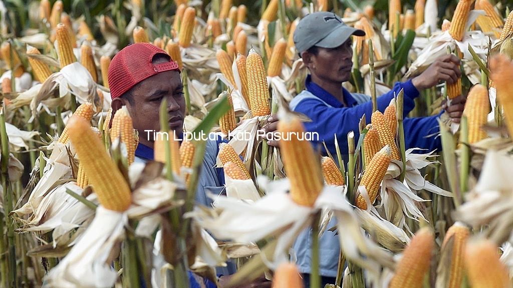 Kabupaten Pasuruan Dapat Bantuan Benih Jagung Siap Tanam di Lahan 6500 hektar