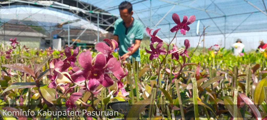 BumDes Sadengrejo Sukses Budidayakan Ratusan Ribu Anggrek Meski Di Dataran Rendah