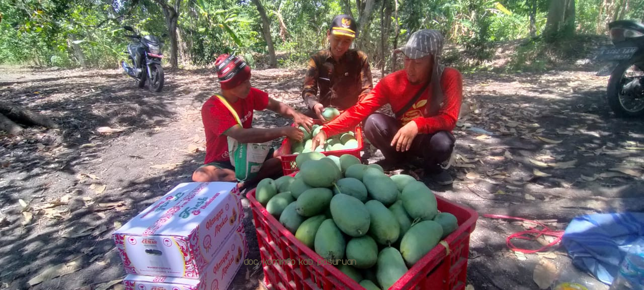 Meski Panen Raya, Produktifitas Mangga Alpukat Musim Ini Turun Hingga 40%