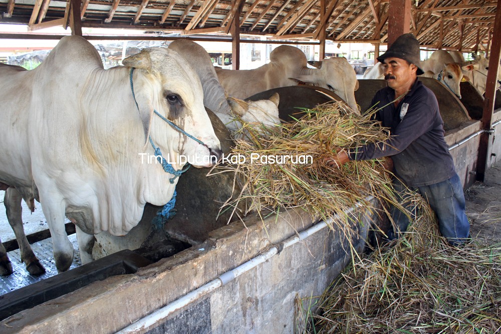 TARGETKAN 59.000 SAPI BETINA PRODUKTIF WAJIB BUNTING