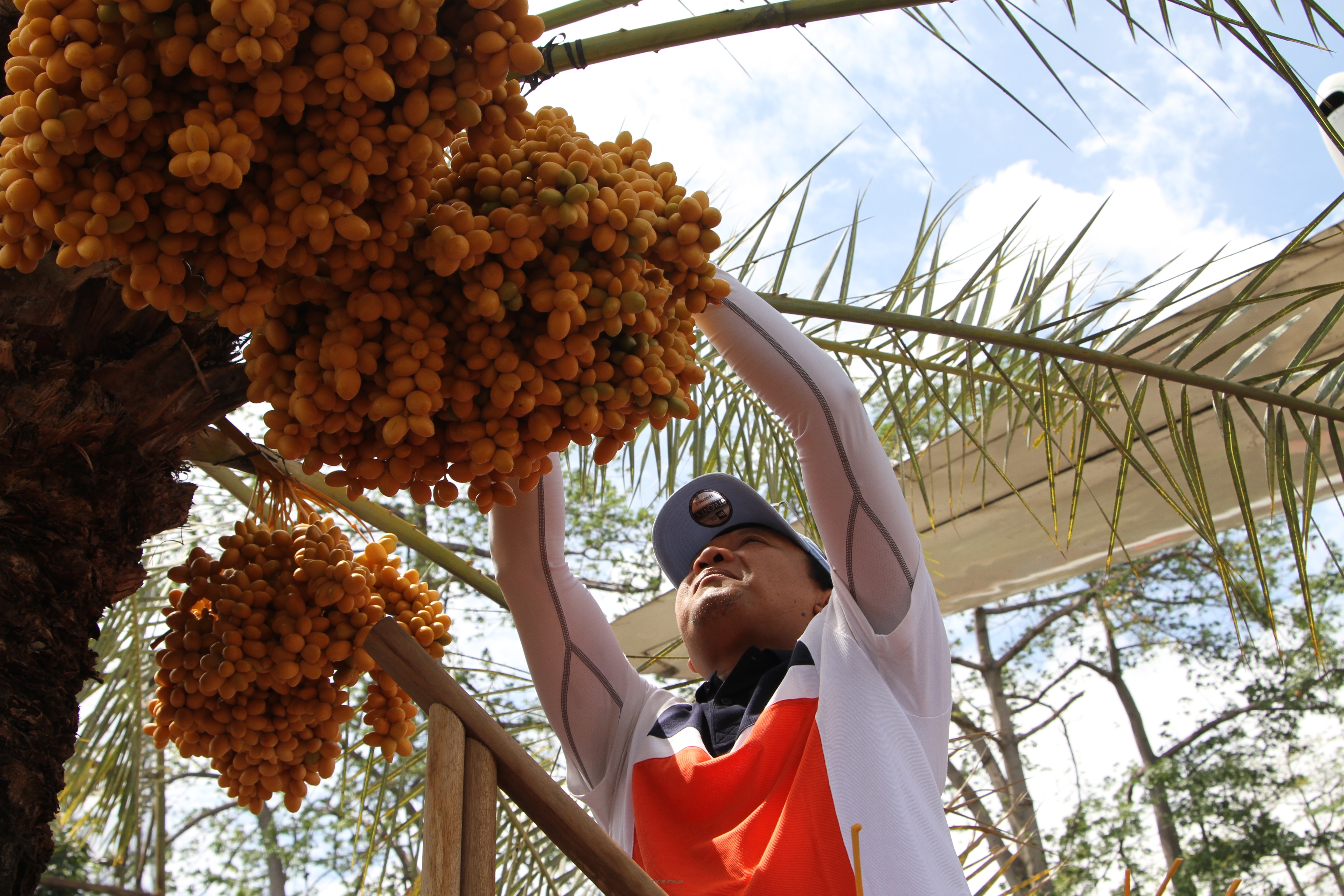 Berbuah Setiap Hari, Bupati Irsyad Yusuf Panen Kurma di Wisata Kebun Kurma