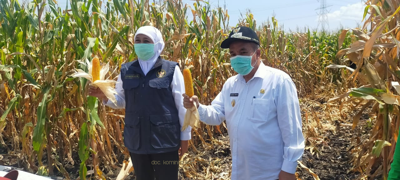 Gubernur Jatim, Khofifah Indar Parawansa dan Wakil Bupati Pasuruan, Gus Mujib Imron Panen Jagung Bersama Santri dan Warga 