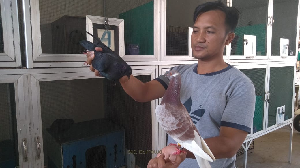 Asyiknya Budidaya Burung Merpati Balap Ala Kasan Sholeh