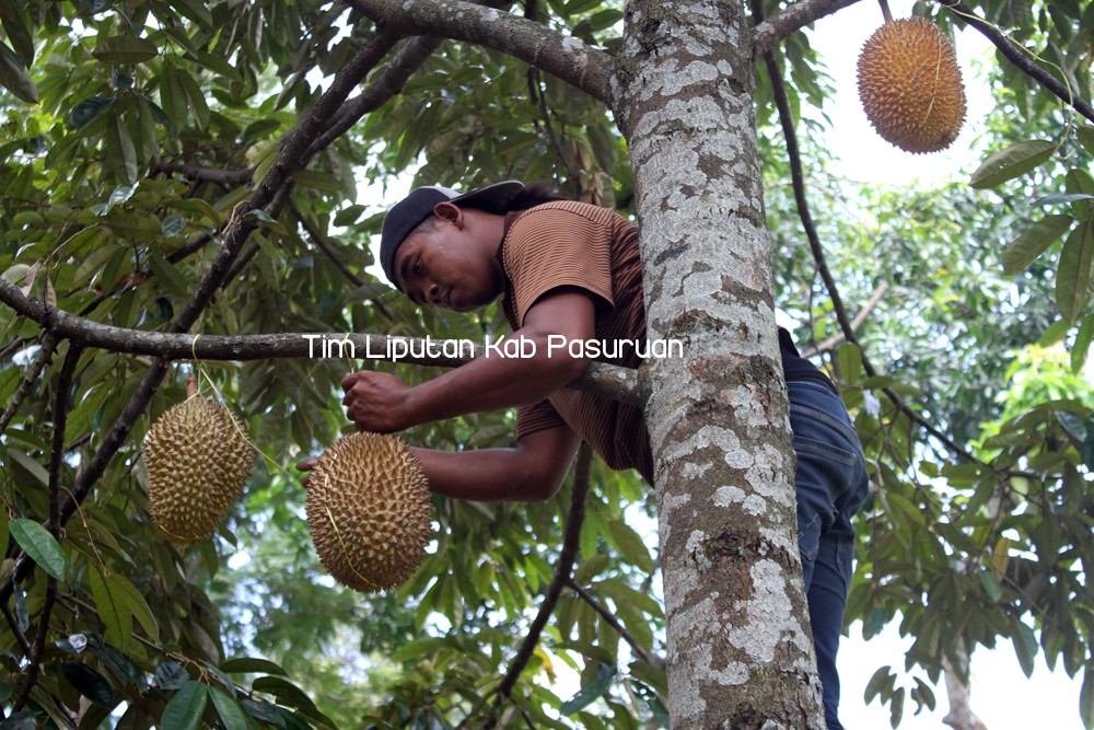 ASYIKNYA MENIKMATI SI KASMIN, BUAH DURIAN KHAS KECAMATAN LUMBANG