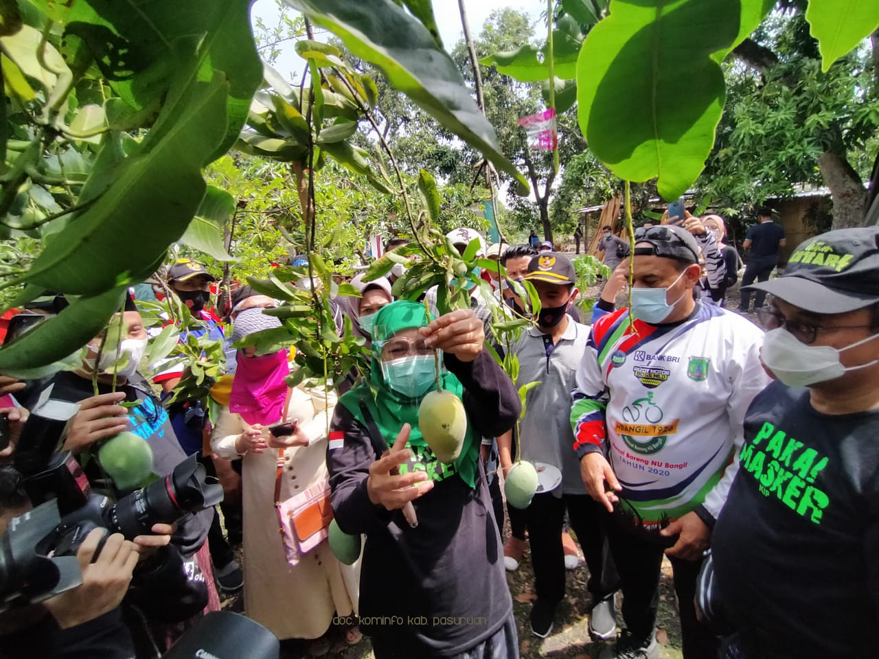Gubernur Khofifah Indar Parawansa Memanen Mangga Alpukat Pasuruan 