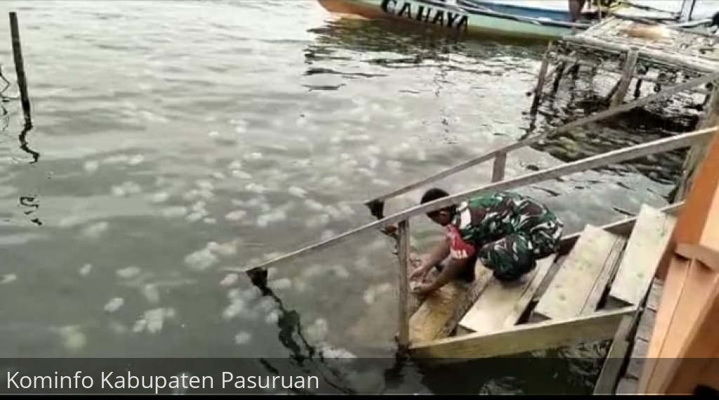 Perairan Hutan Mangrove Penunggul Dikunjungi Ribuan Ubur-Ubur