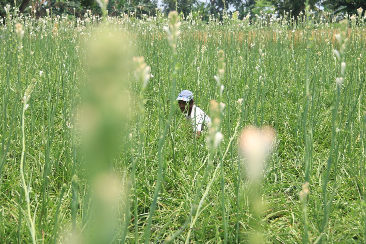 Jelang Ramadhan, Permintaan Bunga Sedap Malam dari Rembang Naik Berlipat 