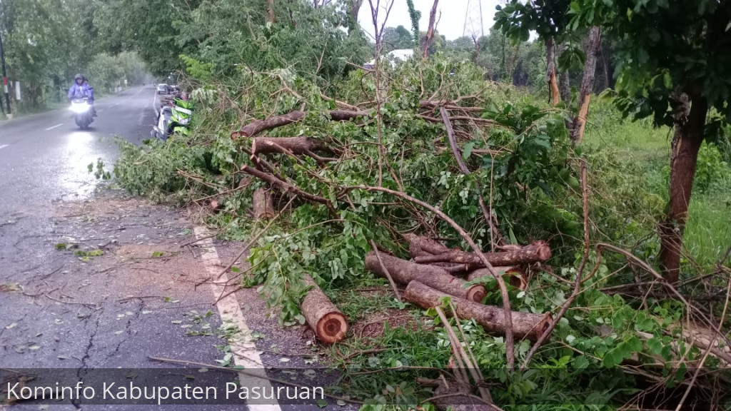 BPBD Kabupaten Pasuruan Himbau Masyarakat Waspadai Potensi Pohon Tumbang Saat Hujan Deras Disertai Angin Kencang