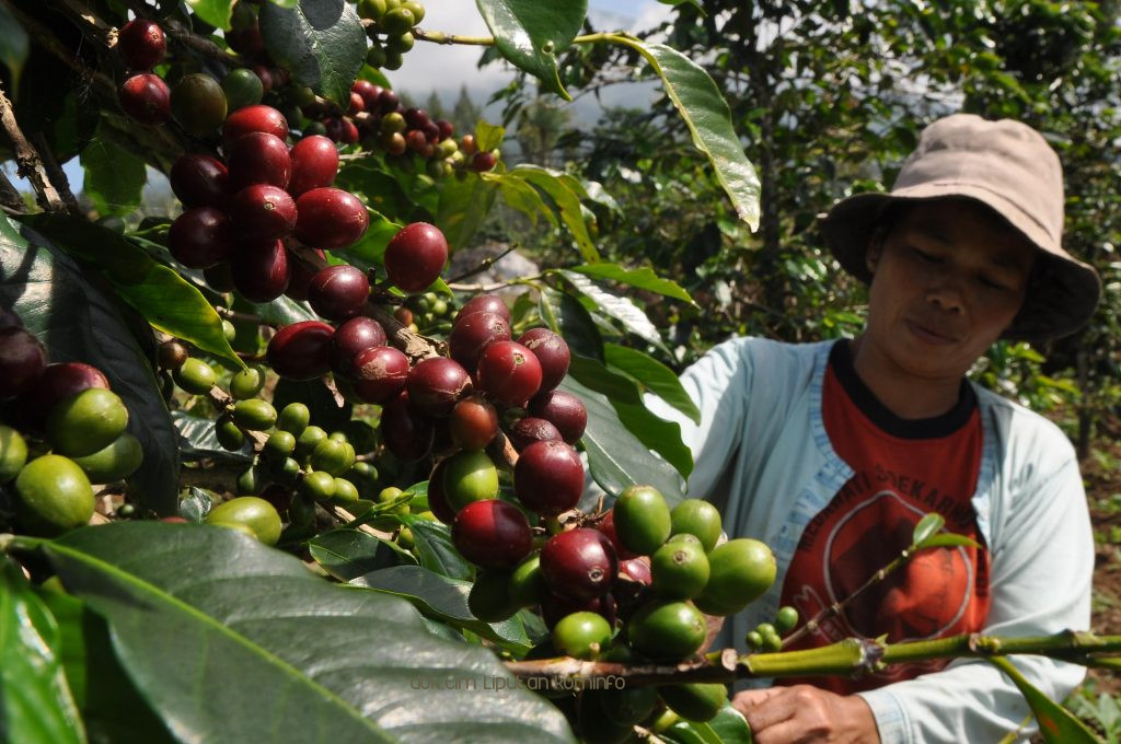 2 Desa Penghasil Kopi di Kabupaten Pasuruan Terima Bantuan Alat Roasting dan Peracik