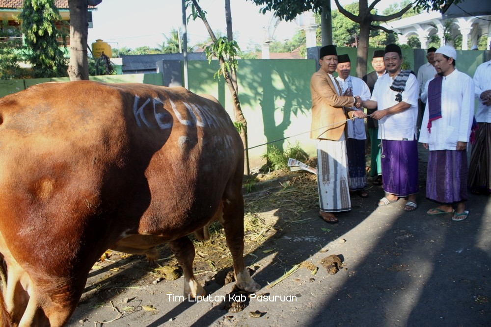 Idul Adha 1438 H, Bupati Irsyad Yusuf Berqurban 2 Ekor Sapi Simental 