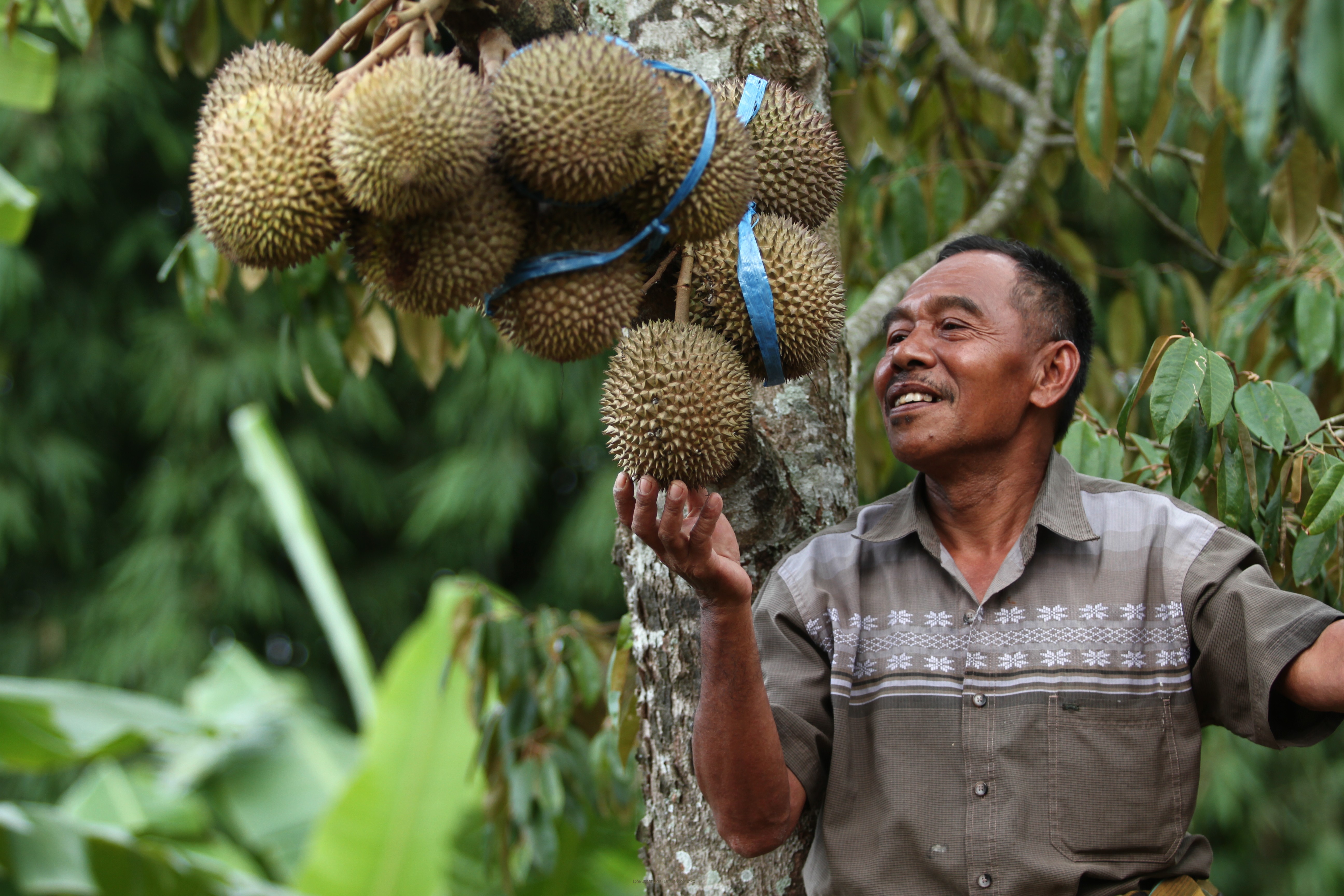 Jalan-Jalan Ke Kampung Durian di Desa Tempuran, Kecamatan Pasrepan
