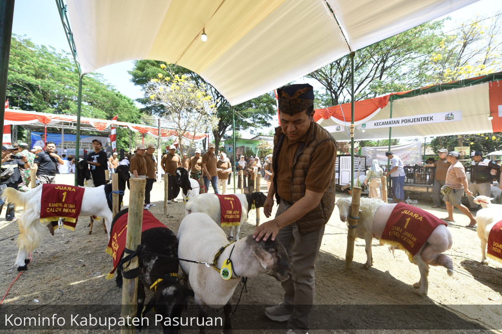 Ratusan Domba dan Kambing di Kabupaten Pasuruan Ikuti Kontes