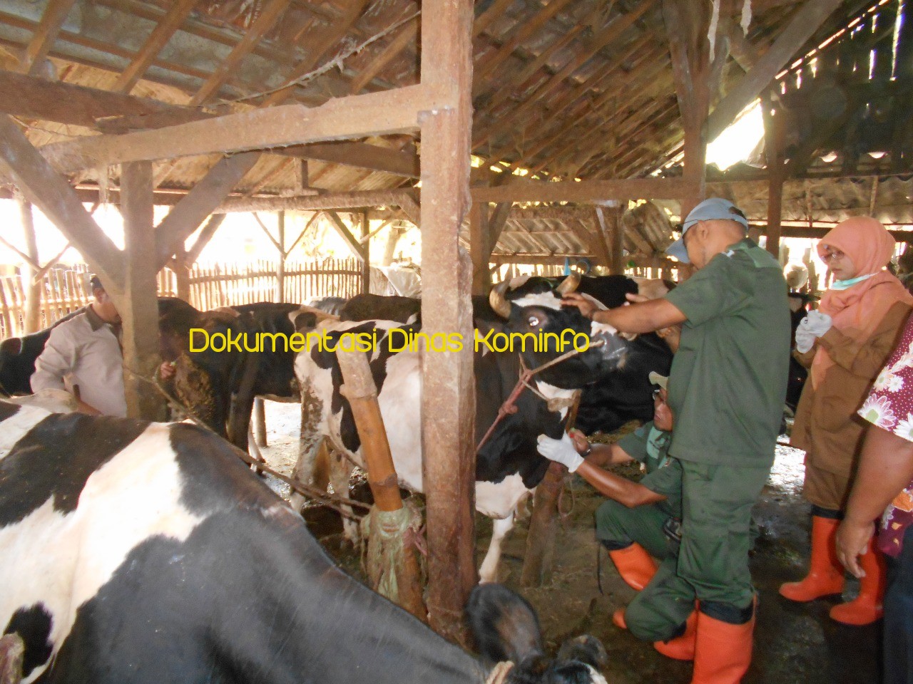 Dinas Peternakan Kabupaten Pasuruan Gencar Sosialisikan Larangan Pemotongan Sapi Betina Produktif