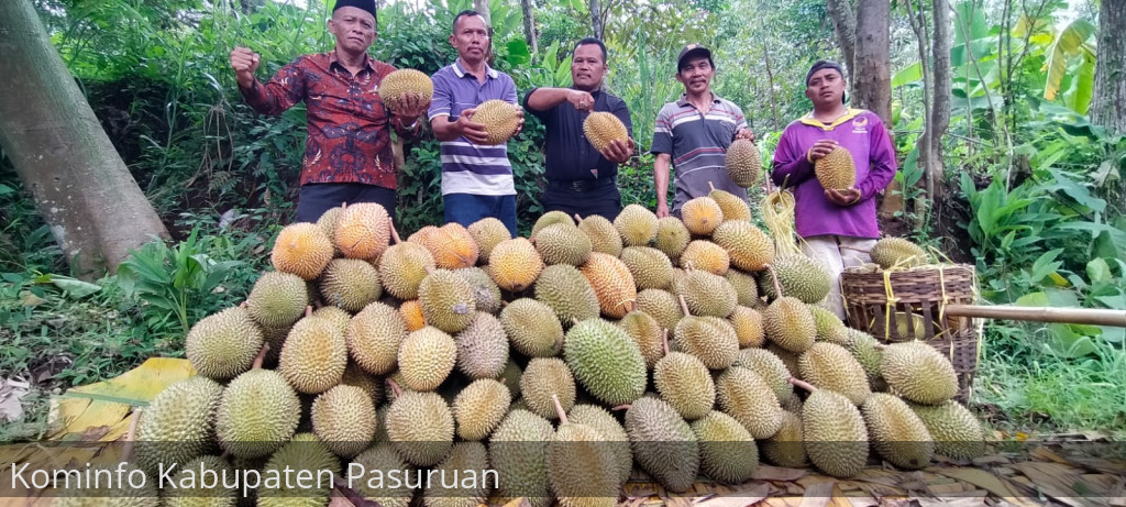Tahun Berkah. Petani Durian Desa Kronto, Kecamatan Lumbang Panen Raya