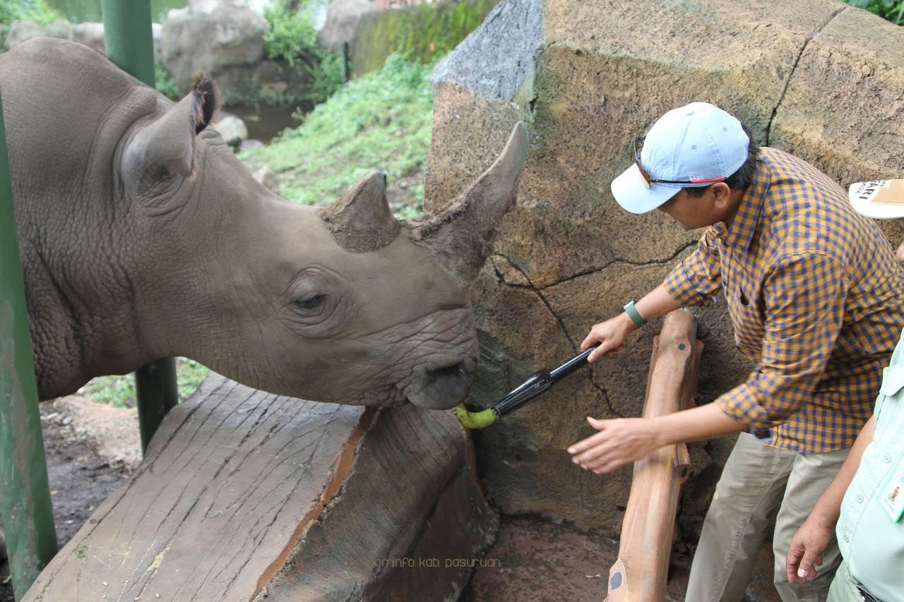 Bupati Irsyad Yusuf Launching Feeding Rhino di Baobab Safari Resort