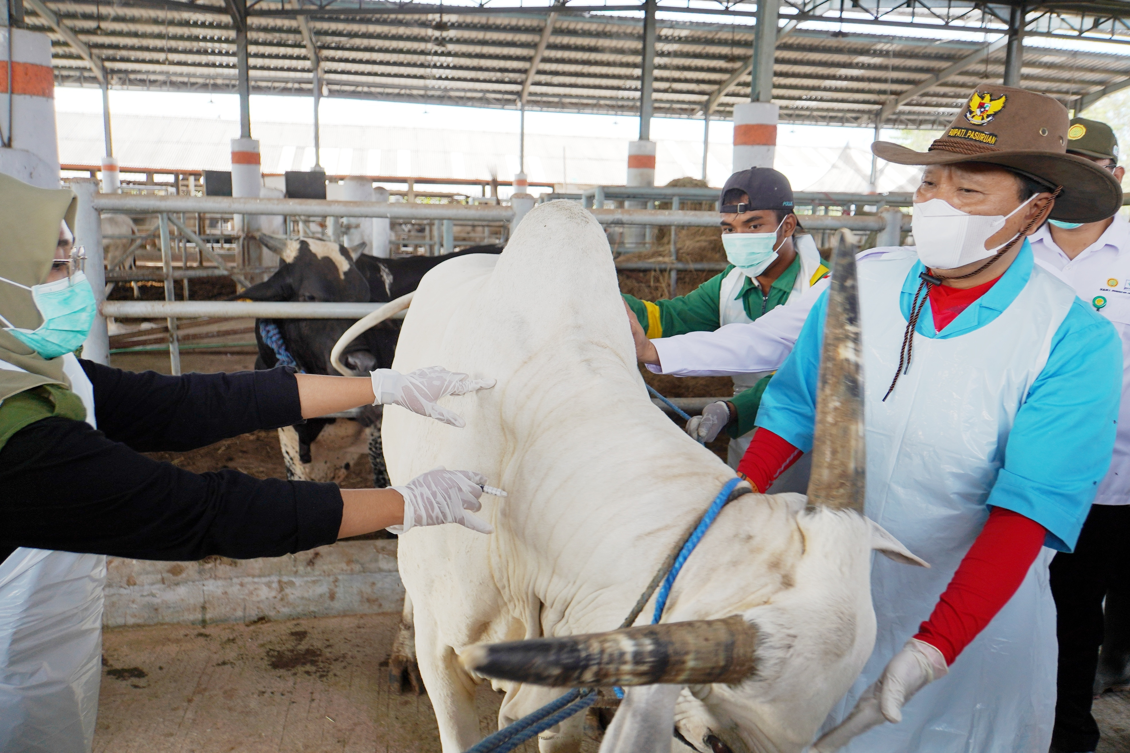  Bupati: Vaksinasi Sangat Penting Untuk Tingkatkan Herd Immunity Sapi dan Hewan Ternak 