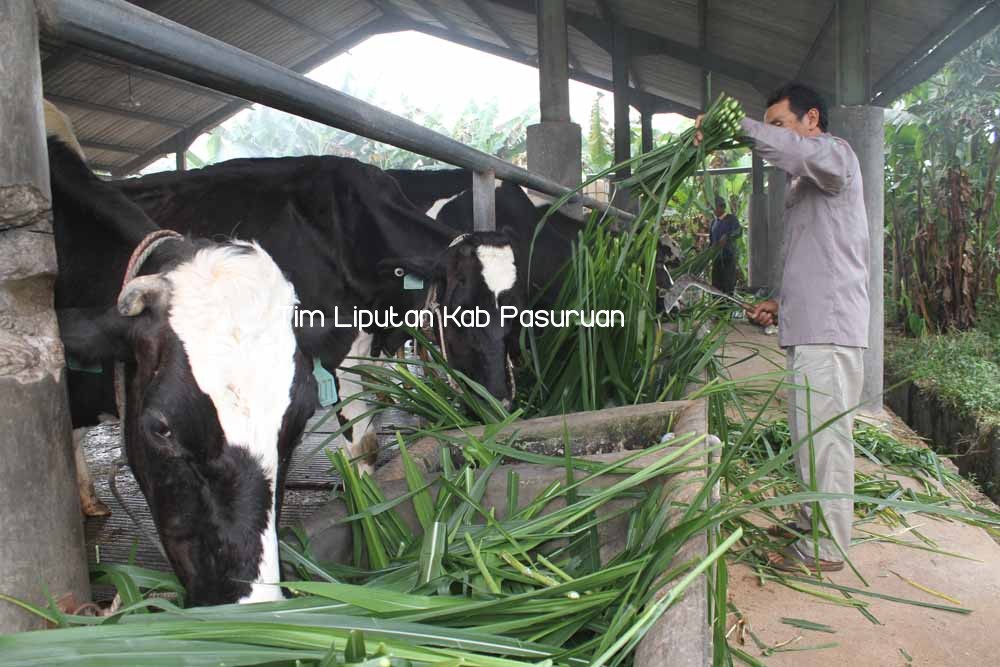 TINGKATKAN PRODUKSI SUSU, KOPERASI PETERNAKAN SAPI PERAH SALING ATUR STRATEGI  
