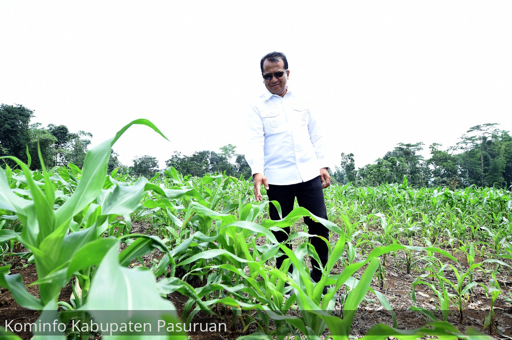 Produksi Jagung Di Kabupaten Pasuruan Capai 311.821 Ton