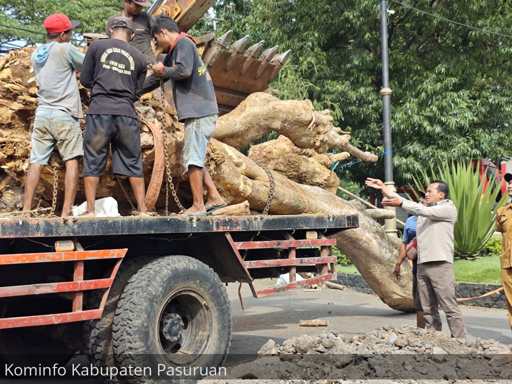Jelang Akhir Jabatan. Pj Bupati Nurkholis Datangkan Pohon Pule Raksasa Percantik Gerbang Komplek Pemkab Pasuruan