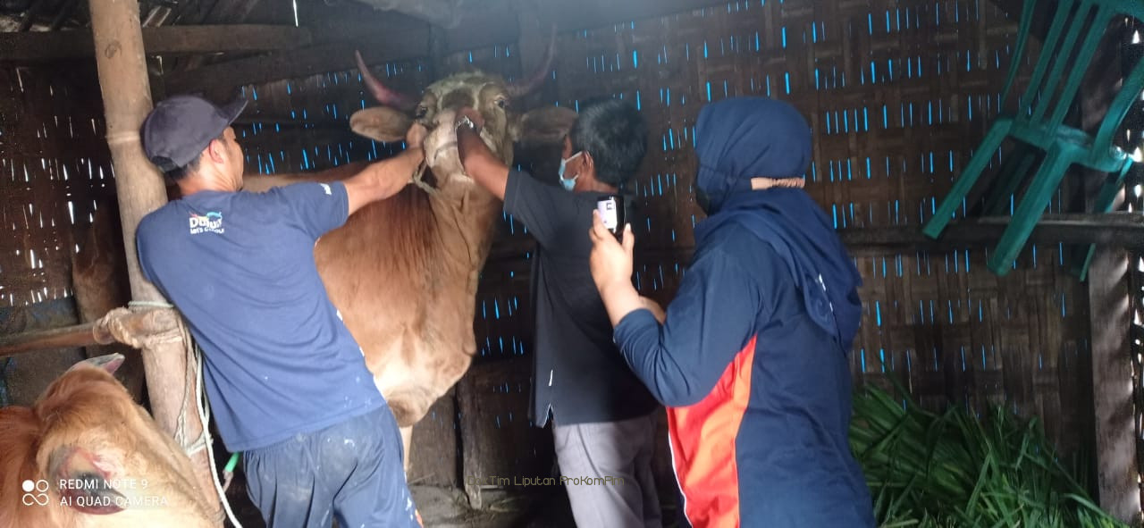 Bupati Irsyad Yusuf Minta Masyarakat Makin Waspada PMK. Total 296 Ekor Sapi Positif PMK. 81 Sembuh 