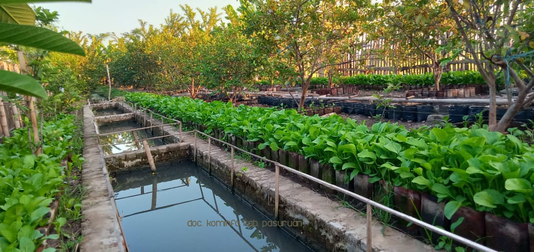 Kangrowi, Sayuran Organik Unggulan KIM Surya Harapan Yang Dipasarkan Secara Online