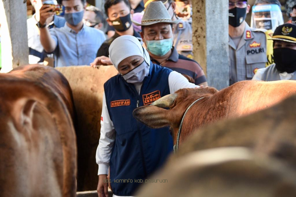 Gubernur Jatim Pastikan, Pemilihan Hewan Kurban di Jatim Sesuai Kriteria ASUH 