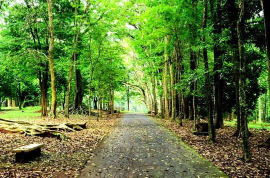 Jalan-Jalan Ke Kebun Raya Purwodadi. Pohon Juwet Jadi Pohon Paling Tua