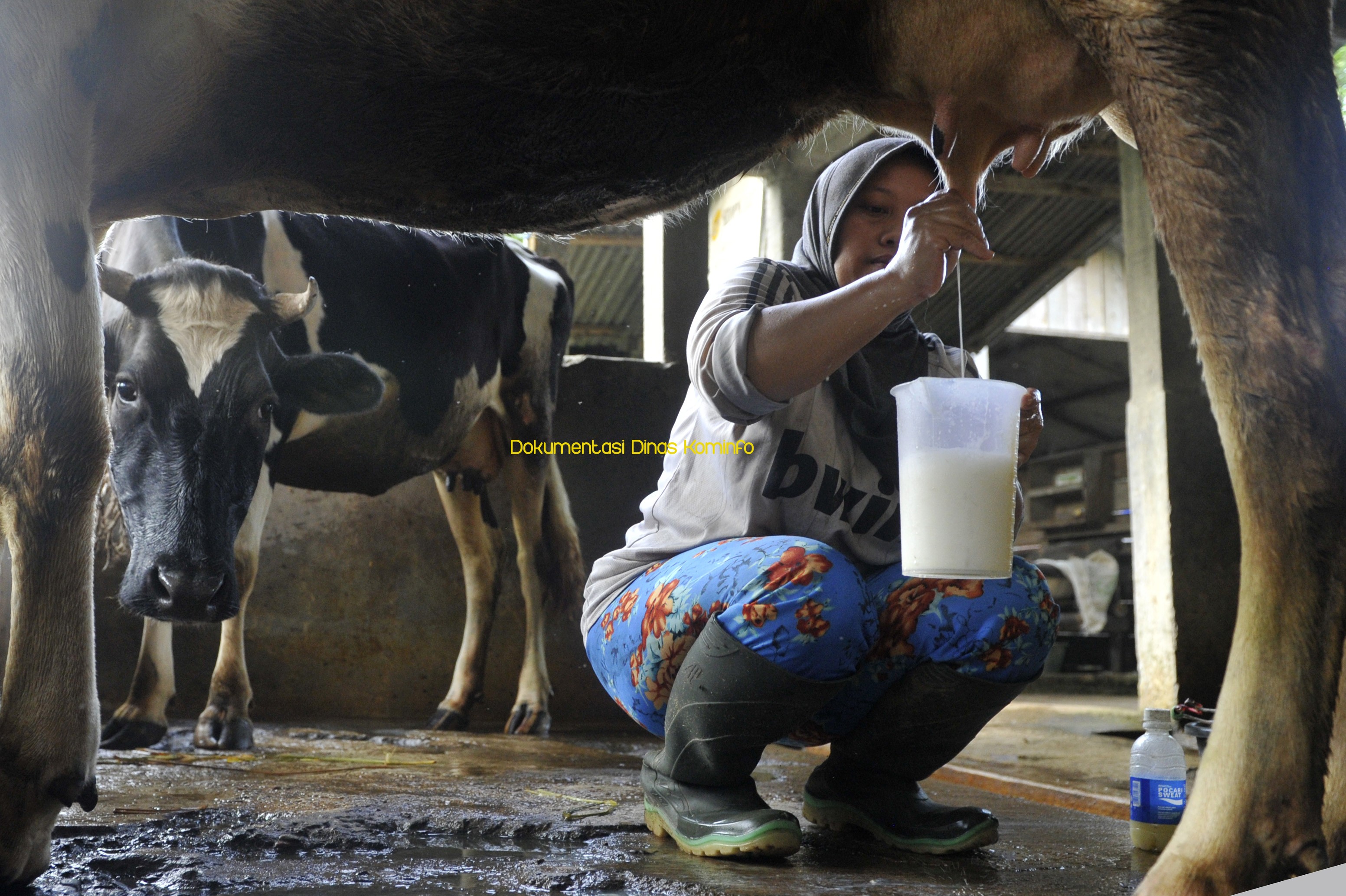 Optimis, Target Produksi Susu Sapi Perah Tercapai Sebelum Akhir Tahun 