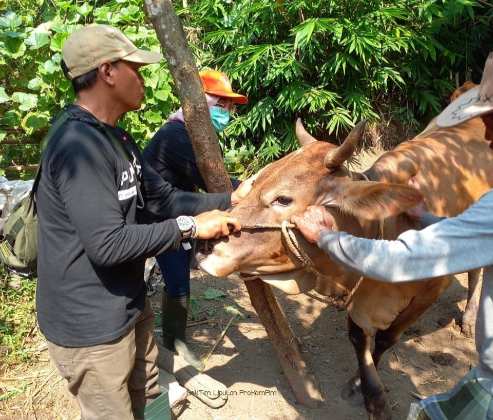 Pemkab Pasuruan Minta Peternak Tak Tolak Pemberian Vaksinasi PMK 