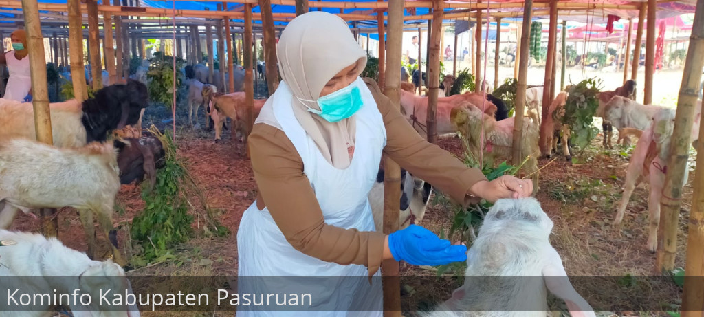 Pastikan Sehat dan Siap Disembelih, Dinas Peternakan dan Kesehatan Hewan Kabupaten Pasuruan Keliling Lapak Hewan Qurban