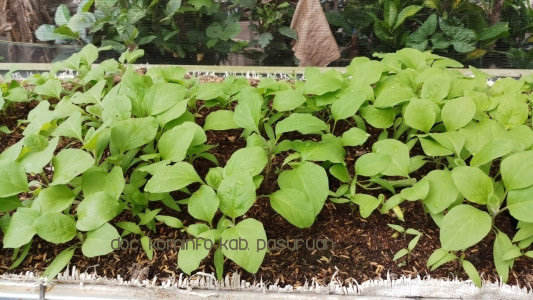 Gubernur Jatim: Perempuan di Jatim Sangat Berpeluang Jaga Ketahanan Pangan Nasional