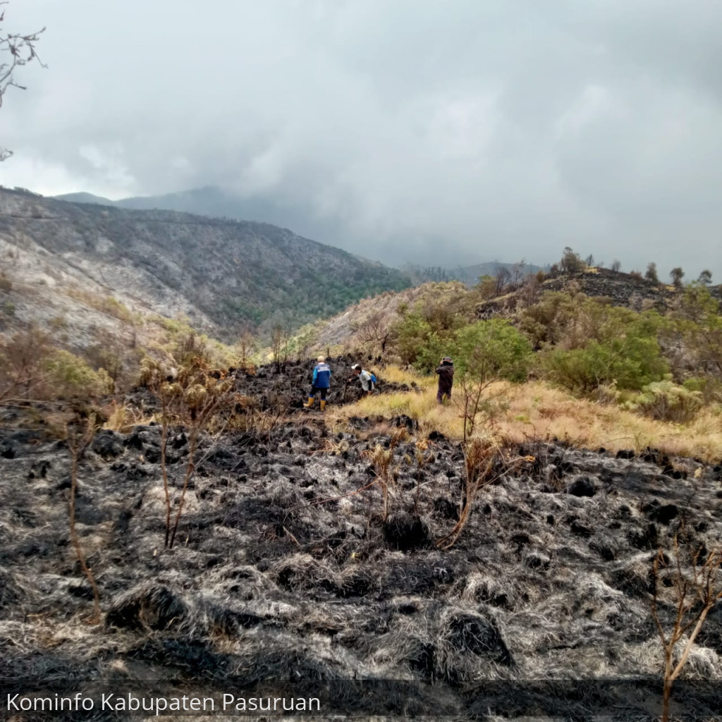 Kebakaran Bromo di Tosari dan Tutur Sudah Padam