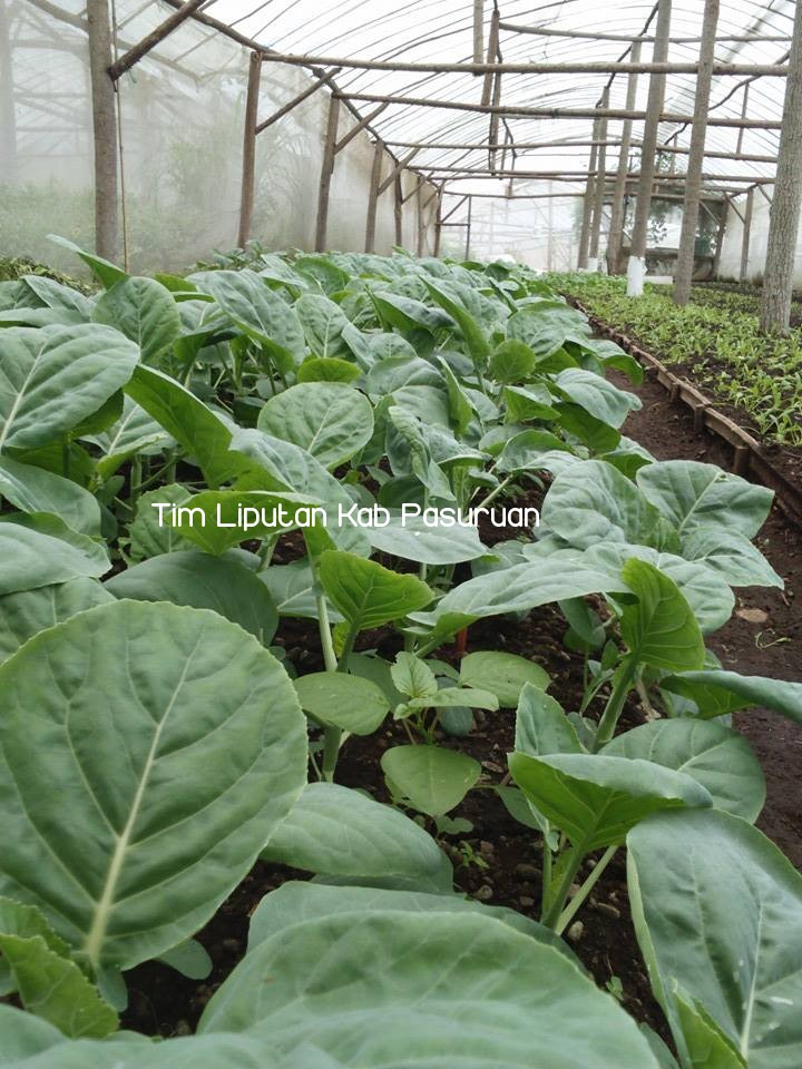 KEBUN SAYUR ORGANIK, ZONA HIJAU MENYEHATKAN SEKALIGUS MENGHASILKAN    