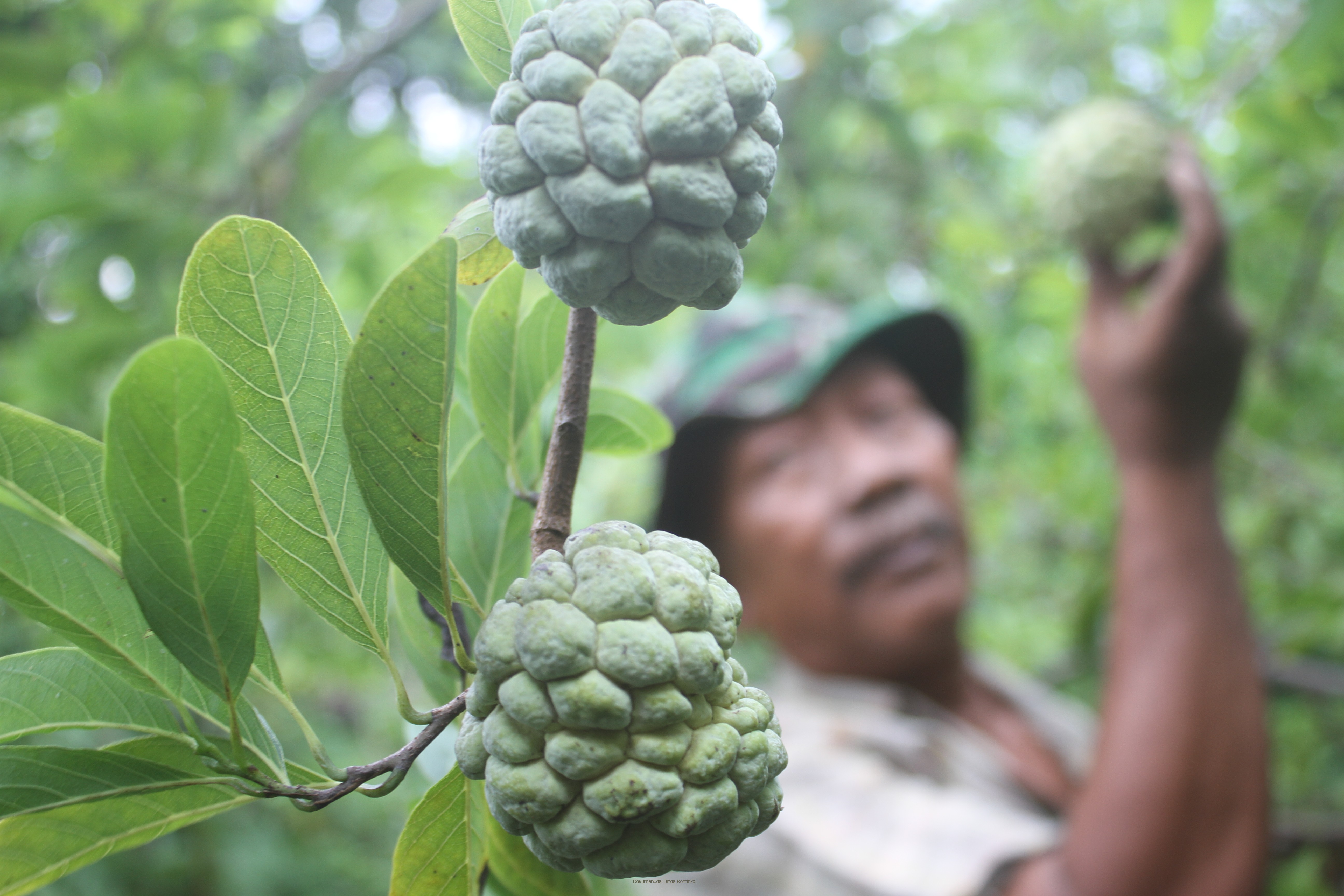 Petani Desa Oro-Oro Ombo Wetan, Kecamatan Rembang Panen Perdana Srikaya
